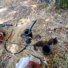 Tree Root Removal in Denver, CO